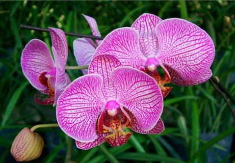 蝴蝶兰 蝴蝶兰兰花怎么养殖方法和注意事项