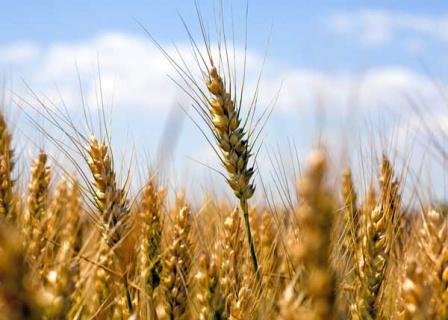 小麦图鉴（小麦图例）