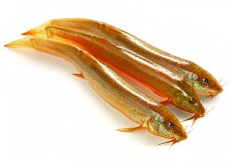 泥鳅图鉴 泥鳅图纸