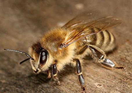 意大利蜂图鉴（意大利蜂的学名）