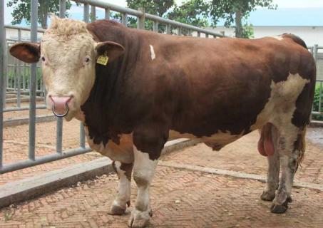 西门塔尔牛图鉴（西门塔尔牛简介2020年）