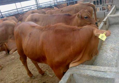 鲁西黄牛图鉴 鲁西黄牛大牛图片