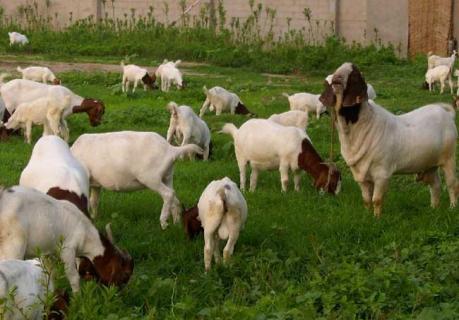 波尔山羊图鉴 波尔山羊图鉴大全