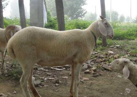 小尾寒羊图鉴 小尾寒羊吧贴吧