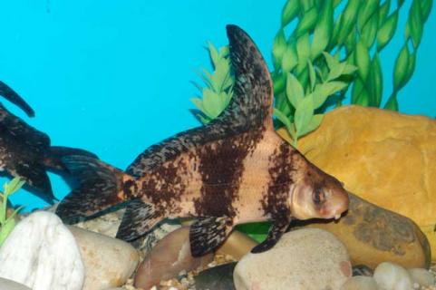 胭脂鱼图鉴（胭脂鱼又叫什么鱼）