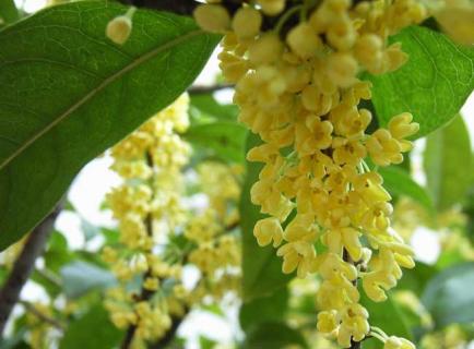 桂花图鉴 桂花图解