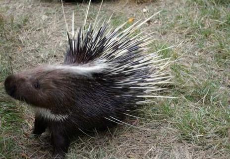 豪猪图鉴（豪猪图片大全图片大全）