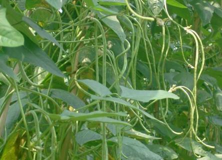 豇豆图片（江豆子图片大全）