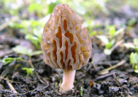 羊肚菌图片 羊肚菌图片及价格