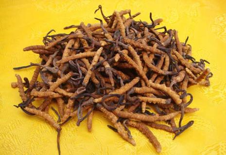 冬虫夏草图片（冬虫夏草图片大全大图）