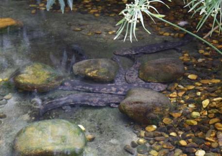 娃娃鱼图鉴（娃娃鱼的图片和资料和视频）