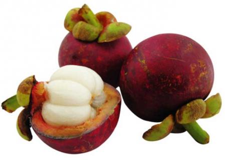 山竹图片 山竹树图片大全大图树