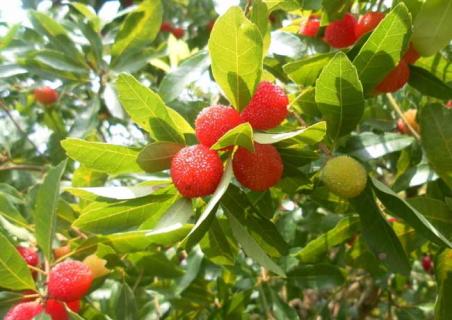 杨梅图片（杨梅图片高清图）