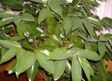 平安树图片 平安树图片高清大图