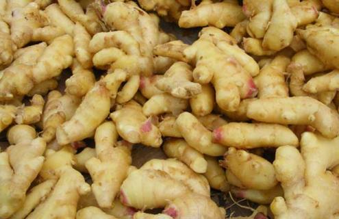 生姜图片（生姜图片和叶）