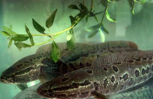 黑鱼图片（黑鱼图片真实图片）