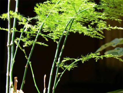 文竹图片（文竹图片大全大图）