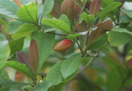 神秘果图鉴（神秘果攻效）