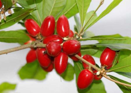 神秘果 神秘果怎么吃法