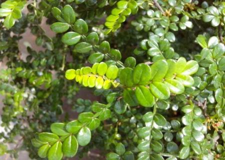 胡椒木图鉴（胡椒木的用途）