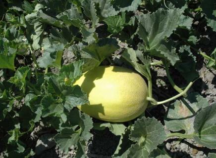 哈密瓜图片（香瓜图片）