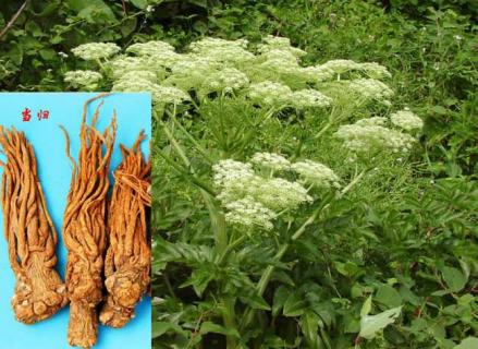 当归图鉴 当归图解