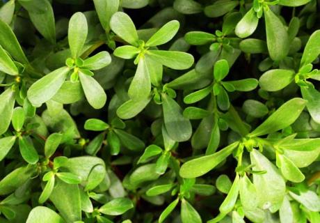 马齿苋图鉴 马齿苋图谱