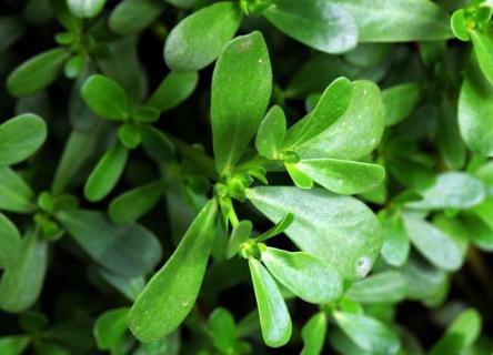 马齿苋（马齿苋治白斑的方法）