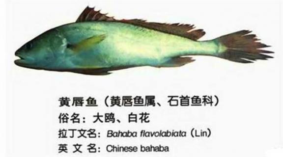 黄唇鱼图鉴 黄唇鱼保护区