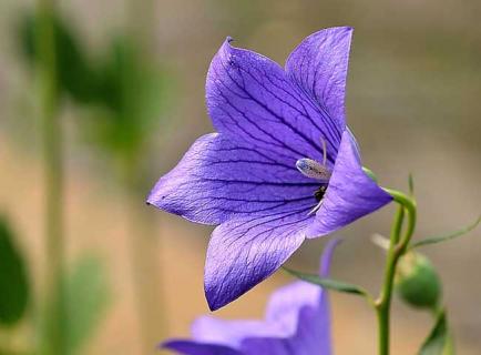 桔梗花图片（桔梗花图片唯美）