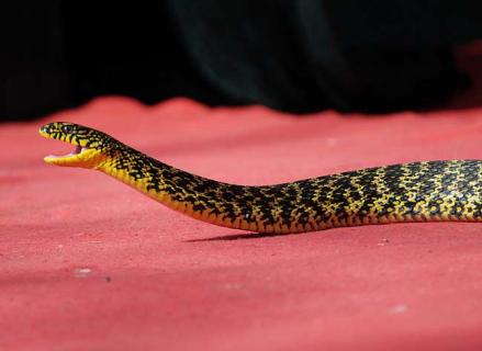 大王蛇图片 大王蛇图片大全大图高清