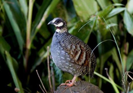 鹧鸪图片（美国鹧鸪图片）