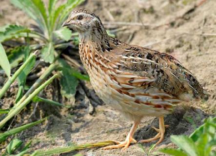 鹌鹑图鉴（鹌鹑的图片长什么样）