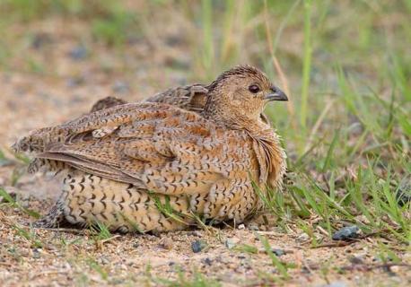 鹌鹑的养殖前景 肉鹌鹑养殖前景与效益