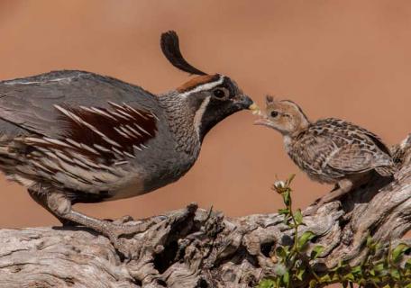 鹌鹑的饲料配方（鹌鹑的饲料配方表）