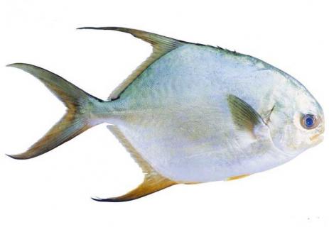 淡水白鲳图鉴 淡水白鲳图鉴大全