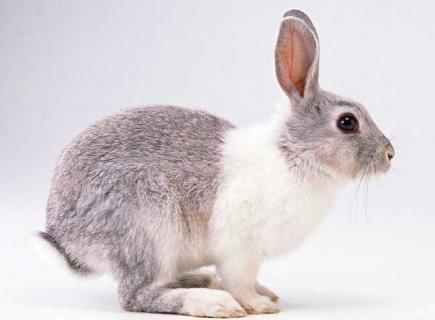 獭兔图鉴（獭兔图片）