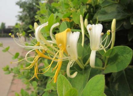 金银花图鉴 金银花图解