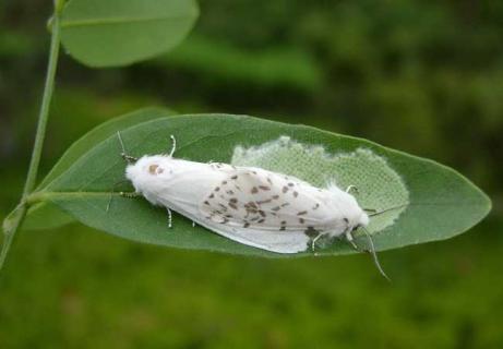 美国白蛾图鉴 美国白蛾图片 幼虫