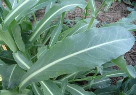 菘蓝图鉴（菘蓝手绘图）