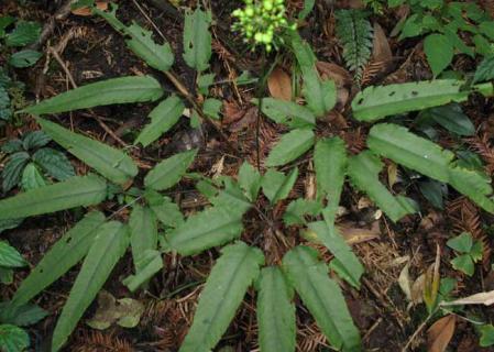 三七图片（三七图片真实照片）