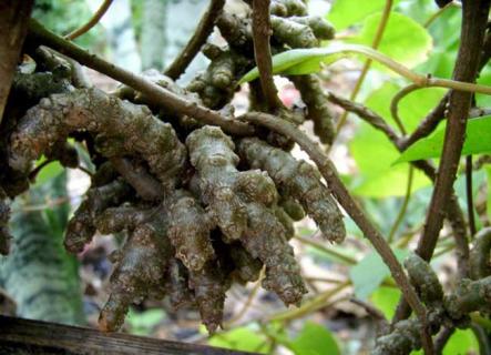 藤三七 藤三七的食用方法
