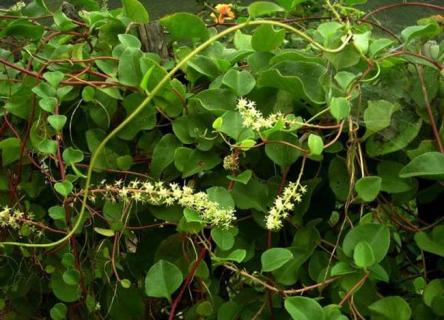 藤三七图片（藤三七图片与功效）