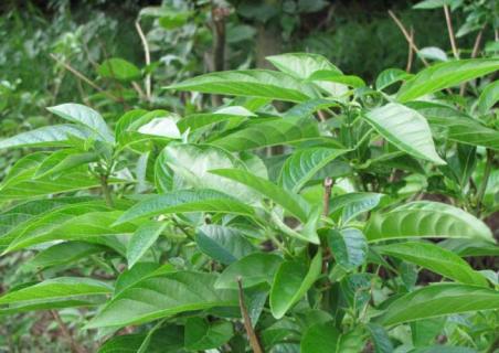 大青根图鉴 大青根的图片