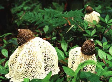 竹荪图片 竹荪图片大全大图