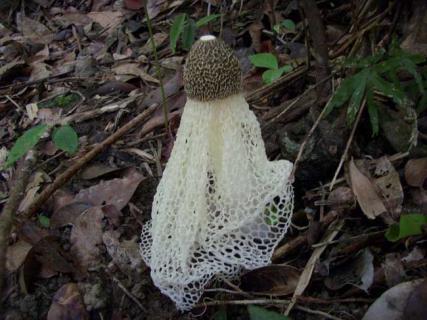 长裙竹荪图片 长裙竹荪图片及功效