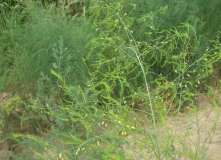 芦笋图鉴 芦笋图片大全图片欣赏