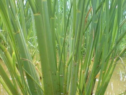 茭白图片 茭白图片在水里的图片