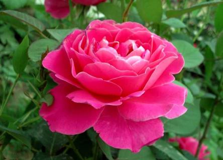 月季花（月季花苗多少钱一株）