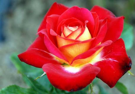 月季花图片 月季花图片玫瑰花图片